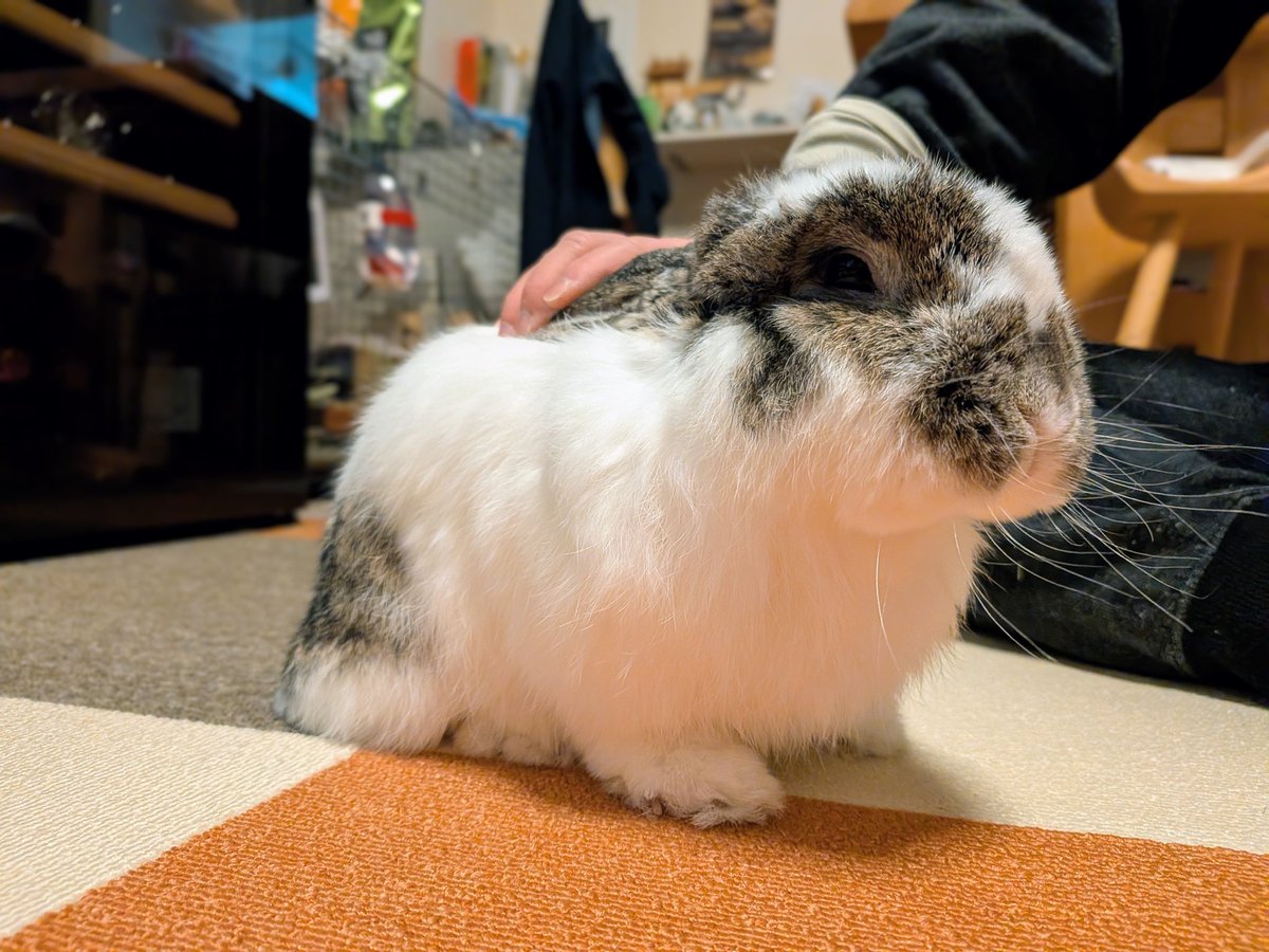 ももうさぎページ もも♀🍑@うさぎパパ (@momorabbit21) / Posts / X