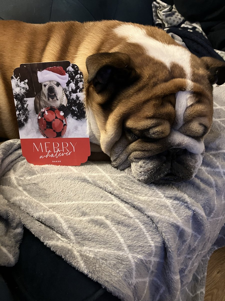 SirTappenden's tweet photo. Thank you for the Christmas card Baker, unfortunately I don’t pose as well as you for photos ❤️ https://t.co/LTLVhly0ue