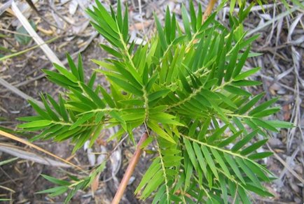 Phytotaxa's tweet image. Chusquea giuliettiae, a #newspecies of C. subg. Chusquea (#Poaceae: #Bambusoideae: #Bambuseae) from the highlands of the Espinhaço Range, #Brazil
#taxonomy
doi.org/10.11646/phyto…