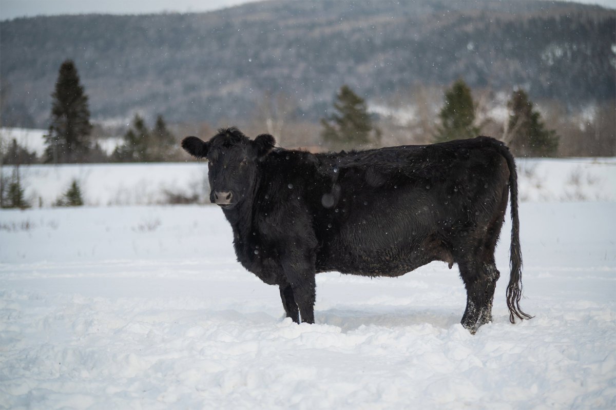 cdnangus's tweet photo. #cdnangus members, don’t forget to submit weaning weights and mature cow weights. Go to https://t.co/9vGGecVQX7 to download templates to make it easy to record &amp; submit. https://t.co/jH4P1sA9ZX