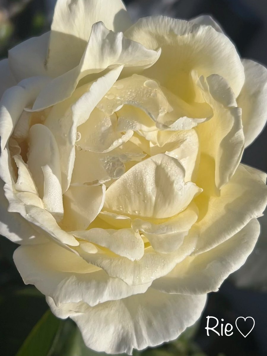 🐰𝚁𝚒𝚗𝚛𝚒𝚗…📸♥️𓂃ꕤ︎︎·͜· (@7725rirarin) / Posts / X