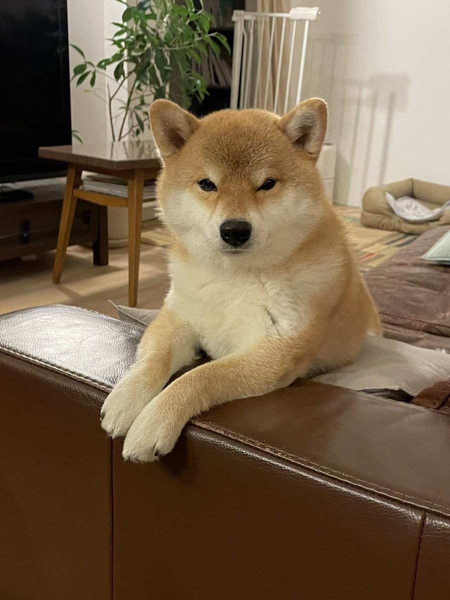 しば犬です。私の汗と涙が染み付いています。 しば犬です。私の汗と涙が染み付いています。