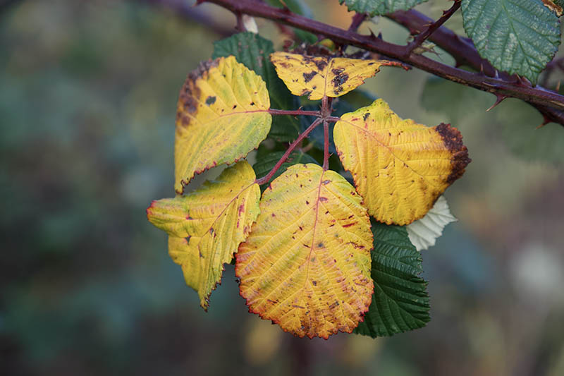eugpower's tweet photo. Walking" #418
#hampsteadheath #photography #walking #outdoors #wintervibes #brambles #lookingatnature https://t.co/mvyGdRtuSg