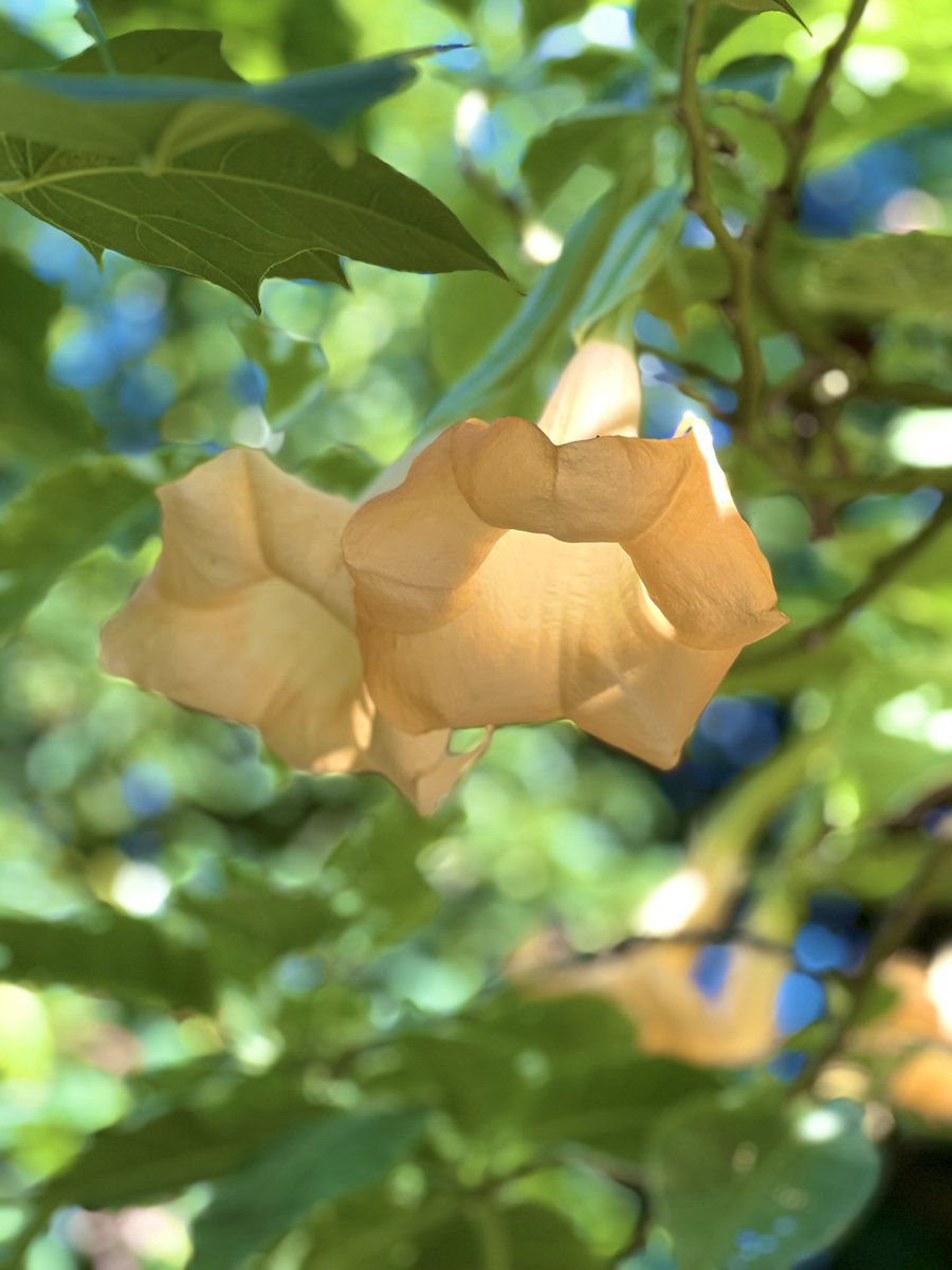 きれいなお花のおすそ分け