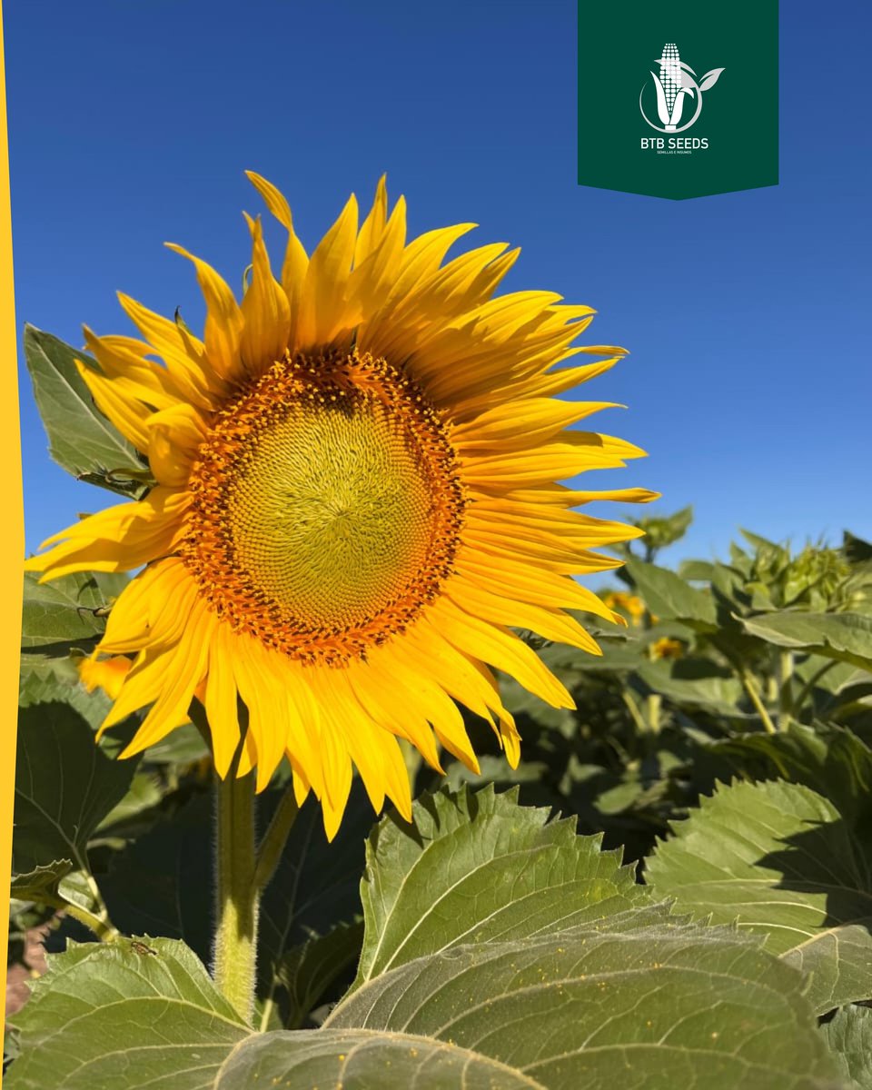 INTA + Girasol 🌻 
> <a href="/NideraSemillas/">Nidera Semillas</a>
Participamos en los ensayos con nuestros híbridos.
Excelente jornada de intercambio @cla_inta_las_rosas

#BTBSeeds 🌻
#SomosLoQueHacemos 
#Girasol #Nidera #Ensayos