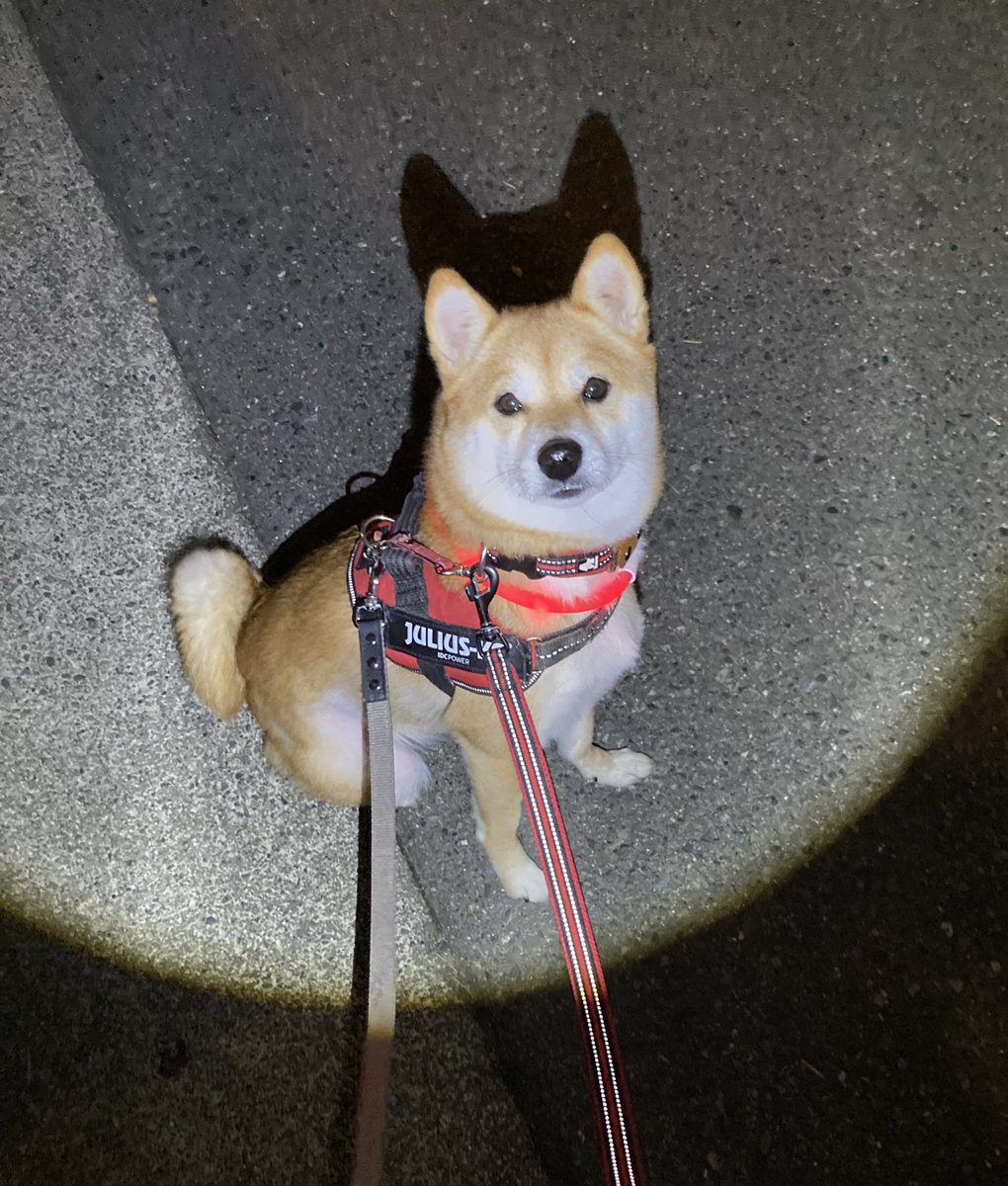 まめちゃん。 YouTube