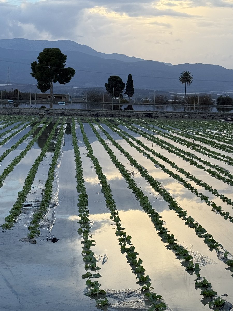 jorloan's tweet image. Contraste de paisajes inundados después de las lluvias de ayer en el Valle del Guadalentin.  Las lluvias de hasta 220 mm ayer, equivale a precipitación de todo un año en nuestro clima árido. #SaladaresDelGuadalentin #PaisajeAgricola #Agricultura