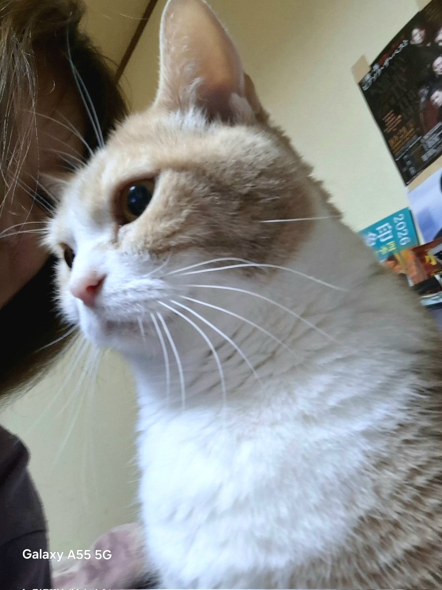 おはようございます🐈️💕 昨夜のCountDown📺️もめちゃ良かったですね