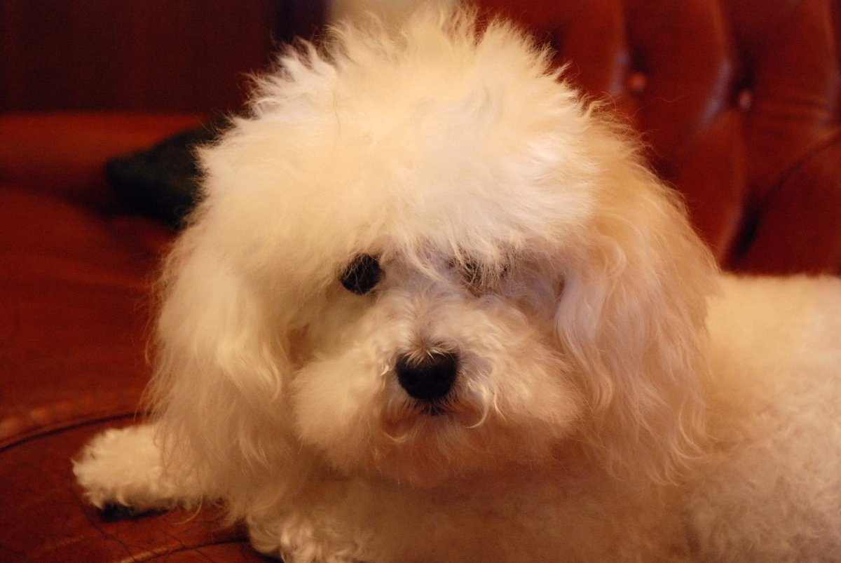 Auguri <a href="/radiopopmilano/">Radio Popolare</a> per i primi 50 anni! È stato un piacere presentare il libro 'Tutto l'amore che resta' nella storica trasmissione 'Considera l'armadillo', con Ines Testoni e Manuela Macelloni.
Lei è Luna, una delle 'muse' ispiratrici del libro 👉
radiopopolare.it/puntata/?ep=po…