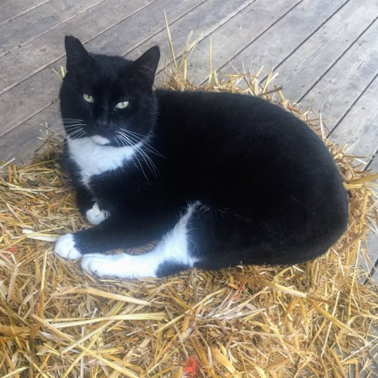 🥶❄️🥶❄️🥶❄️🥶❄️🥶🥶❄️🥶❄️

If you provide or want to provide shelter for outdoor cats, please remember that straw makes the perfect insulation inside of them in winter. 
I'm not speaking of the store bought insulated heated shelters with plug-in heaters, I'm speaking of the