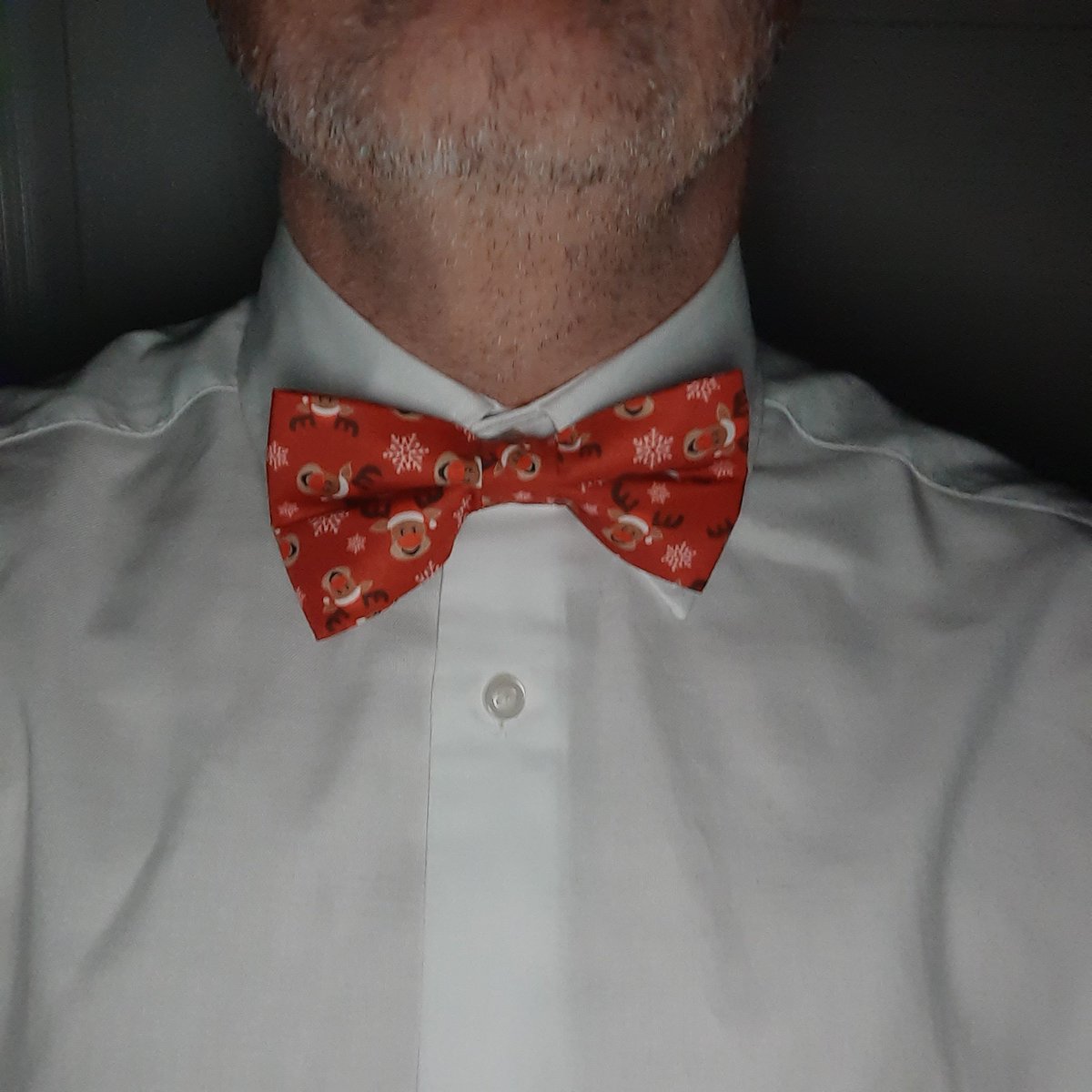 Ready in Xmas bowtie