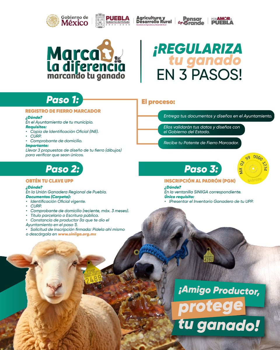 SDRGobPue's tweet photo. Con solo tres pasos, puedes regularizar tu ganado y mejorar su trazabilidad y movilidad segura.

La sanidad animal avanza con acciones reales, y tú puedes ser una parte fundamental en este proceso. Juntos, podemos lograr una sanidad pecuaria que ofrezca seguridad y bienestar.🐄🐂 https://t.co/uWLGGE3Xza
