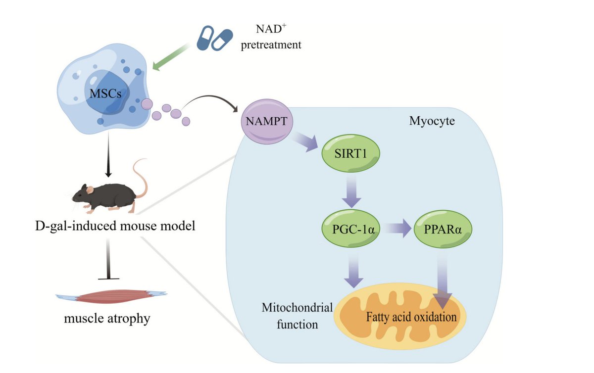 davidasinclair's tweet photo. NAD boosting reduces senescence &amp; inflammation in umbilical mesenchymal stromal cells (MSCs), enhancing their ability to prevent mouse muscle atrophy &amp; improve grip strength, endurance &amp; muscle mass 🐁💪 https://t.co/jlgu2Iw4xc