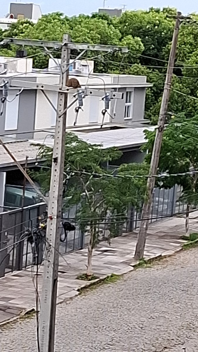 ELCASOU's tweet photo. @CEEE_Equatorial , Jardim Lindoia Rua Rodolfo Simch. Manda uma caminhão para religar o poste. Sem luz há duas horas! https://t.co/03pbU503ug