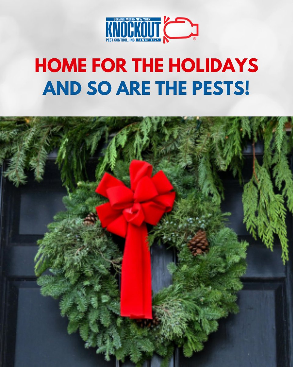 KnockoutPestNY's tweet photo. Before the holidays get any busier, read our latest blog to learn why pest activity spikes this time of year and how to keep unwanted guests from overstaying their welcome: https://t.co/o2zNChkPhT

#knockoutpestcontrol #pestcontrol #pestcontrolservice #exterminator https://t.co/1djB8tlsCX