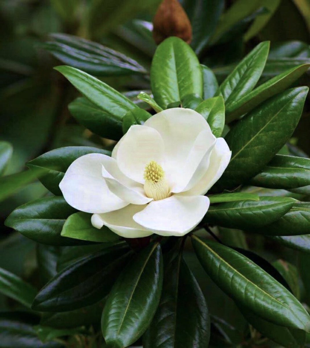 花🌸🌼🌺🌷🌻🌹 (@lilacblueblue) / Posts / X