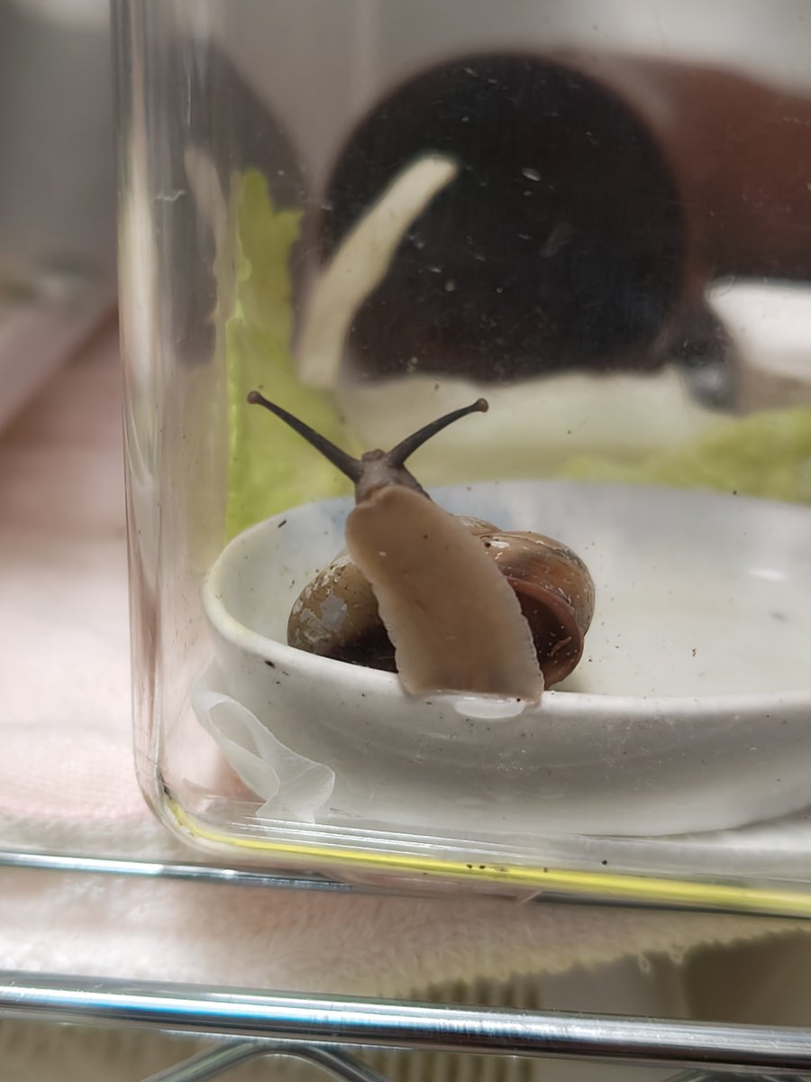 カタツムリ 　no11 アネビーの床置型遊具｜カタツムリ｜室内・保育室の遊具｜HABA