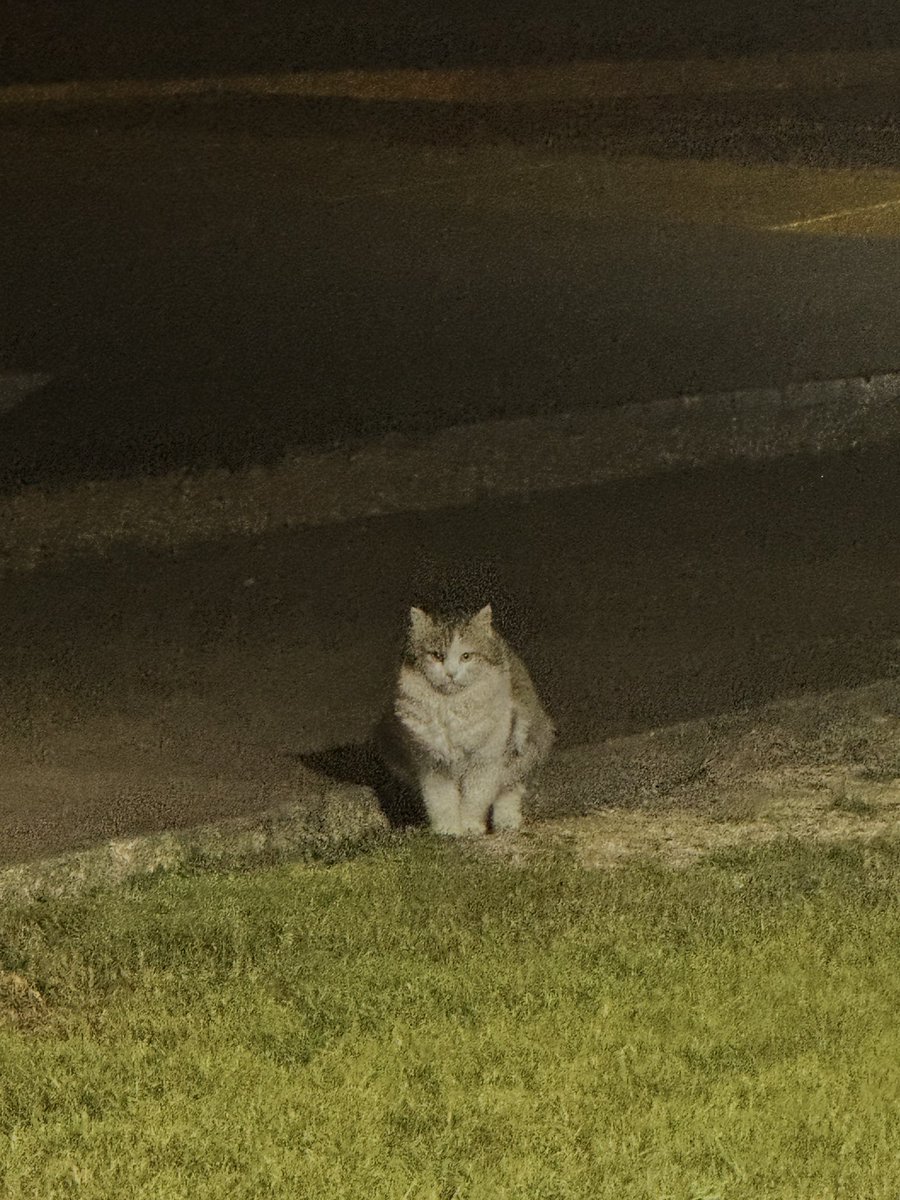 سالي tweet media