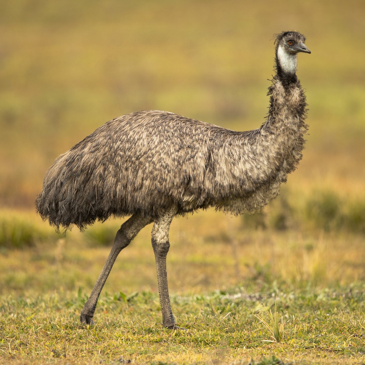 bird wirewrap DAY 125: emu 🪶

• second tallest bird in the world (~6ft)
• fathers take care of incubation &amp; raising of chicks
• they make grunting and “booming” sounds which is created with an inflatable throat pouch