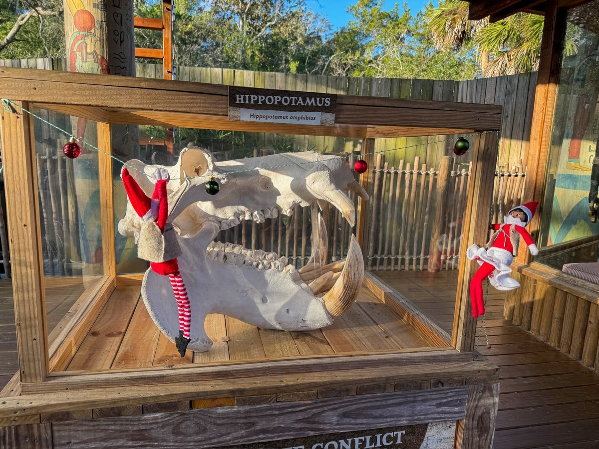 StAugAlligatorFarm tweet media