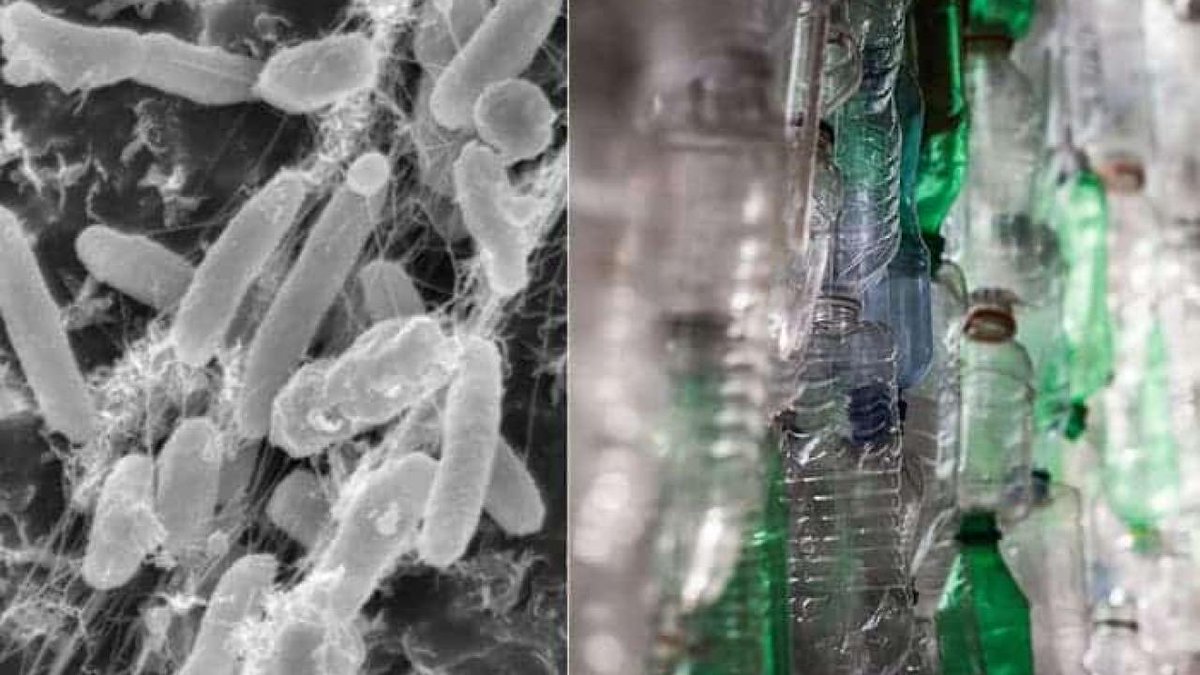 Could this be our saviour to the ever-growing #plastic waste? 

This soil bacterium, Ideonella sakaiensis, can break down Polyethylene terephthalate (PET). 

big.ucdavis.edu/blog/plastic-e…

#zerowaste #sustainability #environment #landfill #garbage #recycling #greenweek

📸: <a href="/ucdavis/">UC Davis</a>