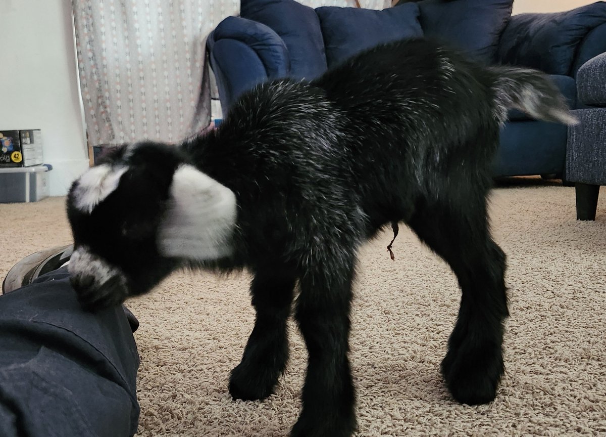 Mommy rejected this little boy. Got him all cleaned up and warm but he's refusing a bottle. 😔