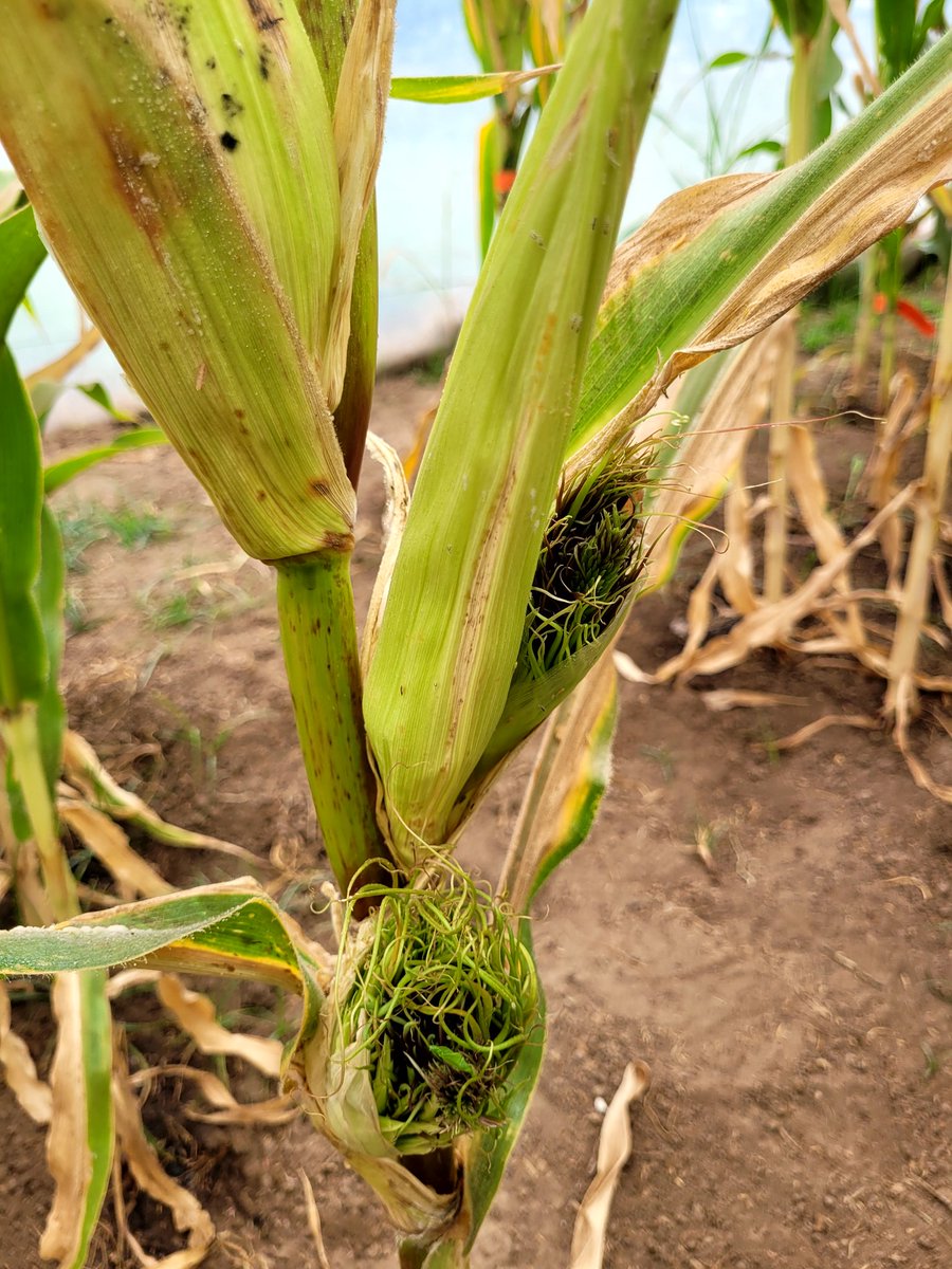 Tino_DeRossi's tweet photo. Síntomas del carbón de la panoja del 🌽 (Sporisorium reilianum)

Symptons of corn head smut / carvao do pendao

#headsmut #carvaodopendao #corndiseases https://t.co/SHKiaKl8Hz