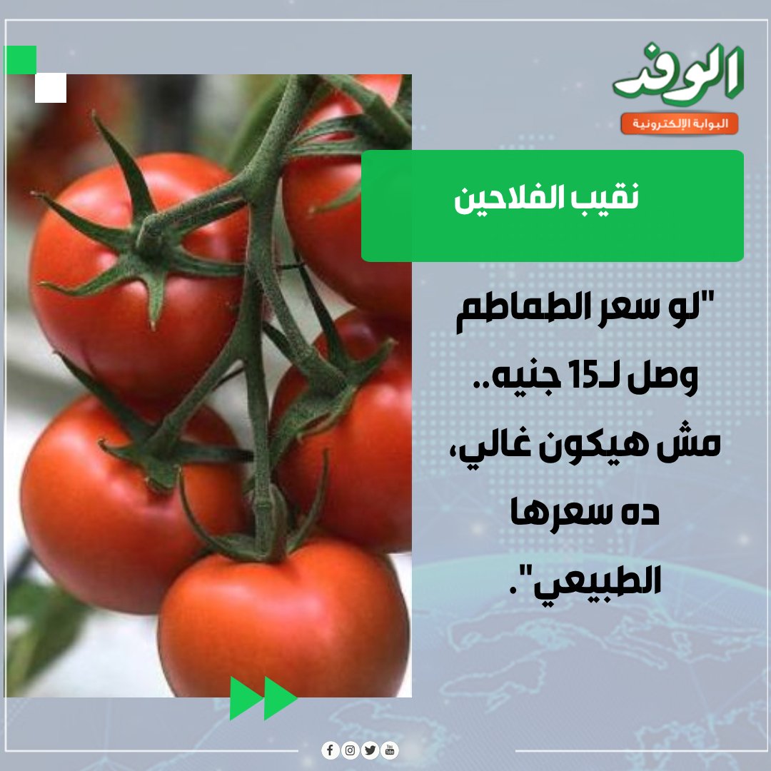 بوابة الوفد نقيب الفلاحين : "لو سعر الطماطم وصل لـ15 جنيه.. مش هيكون غالي، ده سعرها الطبيعي" 