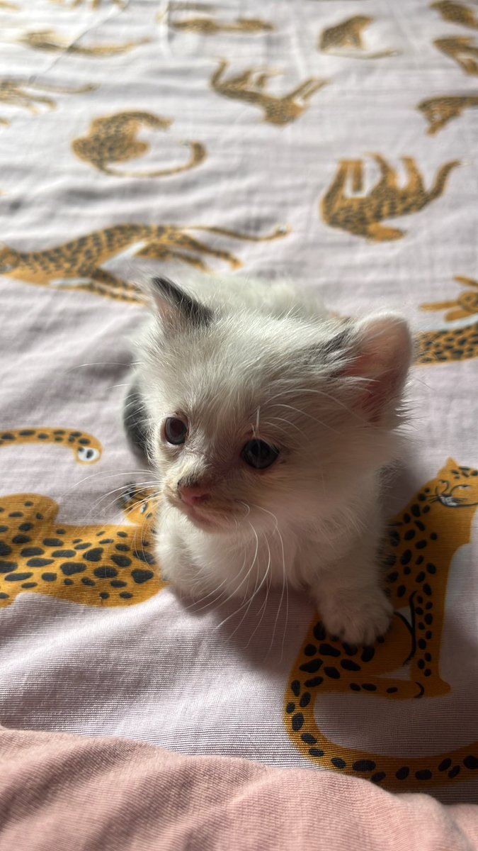 rayxnns's tweet photo. Esse é o tapioca, meu gato https://t.co/fCiJmGsPcj