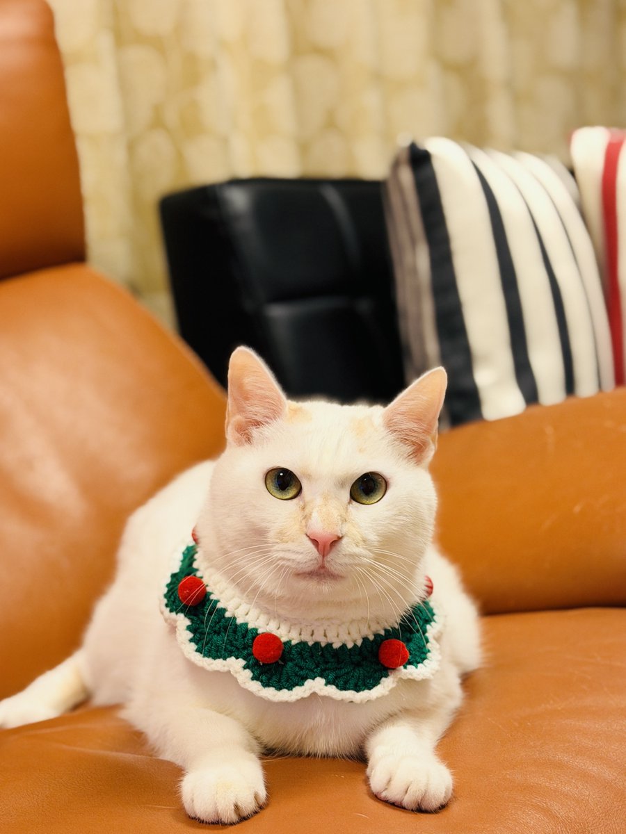 保護ねこ施設 ティアハイム小学校 tweet media