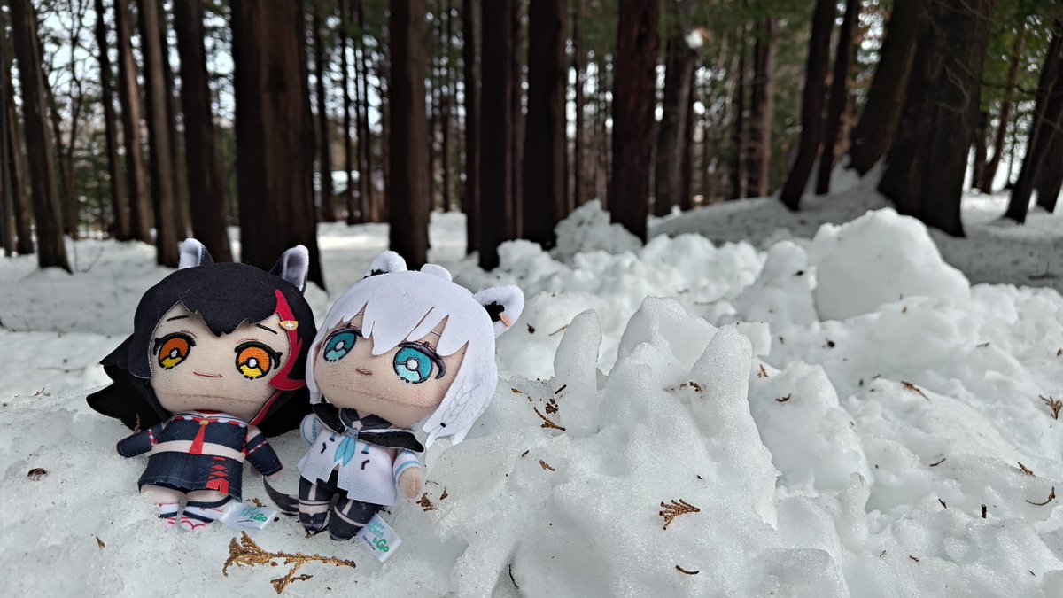 ken71wing's tweet photo. 北海道の森の住人
北海道神宮
#すこん部 https://t.co/asmZlAJyWk