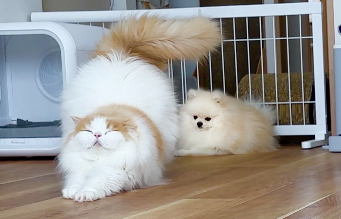 猫のレモンと犬のポテチ (@Lemon0517ch) / Posts / X