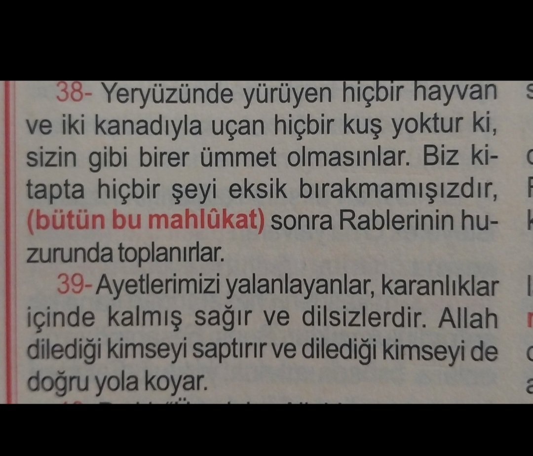 turkuaz tweet media