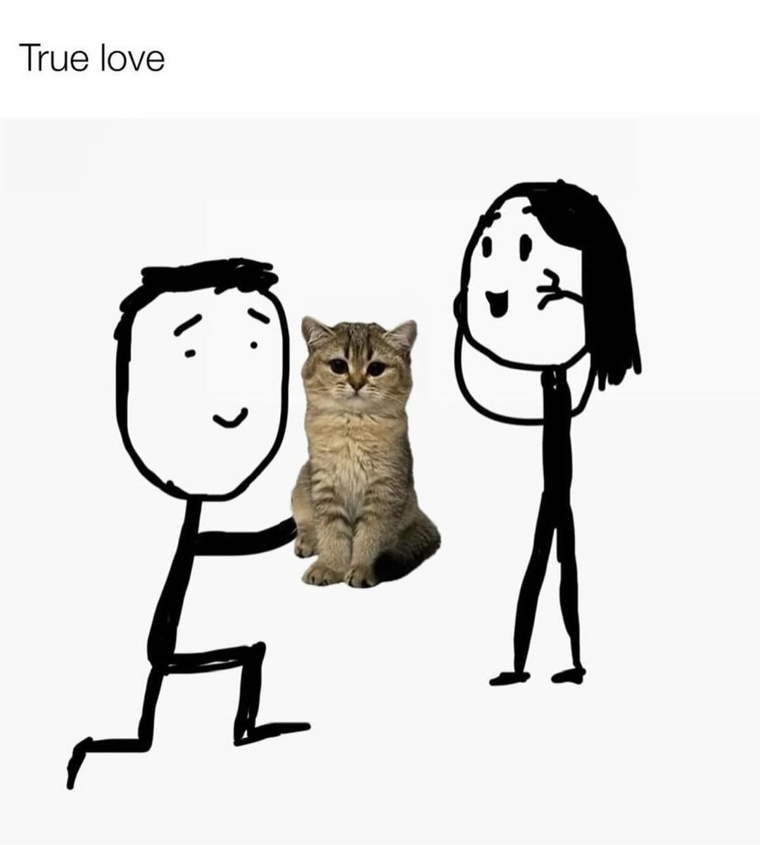 PunchingCat's tweet image. 