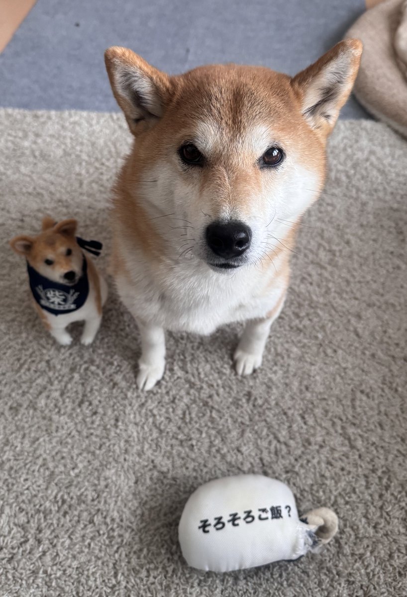 ご飯まだ？
#柴犬
#きなこ