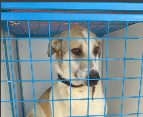 DogDeskAction's tweet image. Volky is safe &amp;amp; sound in the car, all secured and ready for his next move 🐾

We see some terrible practices on social media, dogs rolling around loose in the back of cars. Anything could happen to these precious babies. 

Safety First!

 #DogSafety #RescueDog #SafeTransport