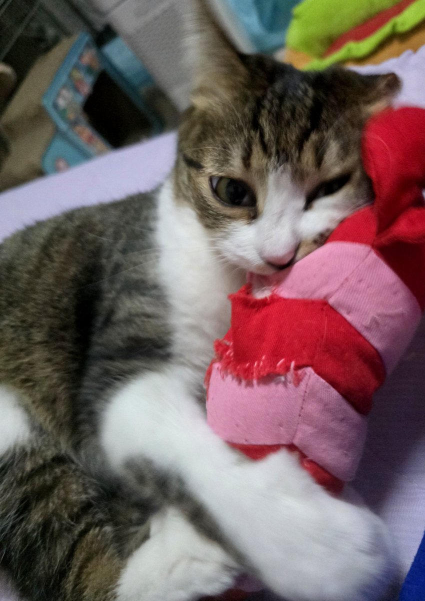 まりもページ まりも／Marimo (@marimo_blariver) / Posts / X