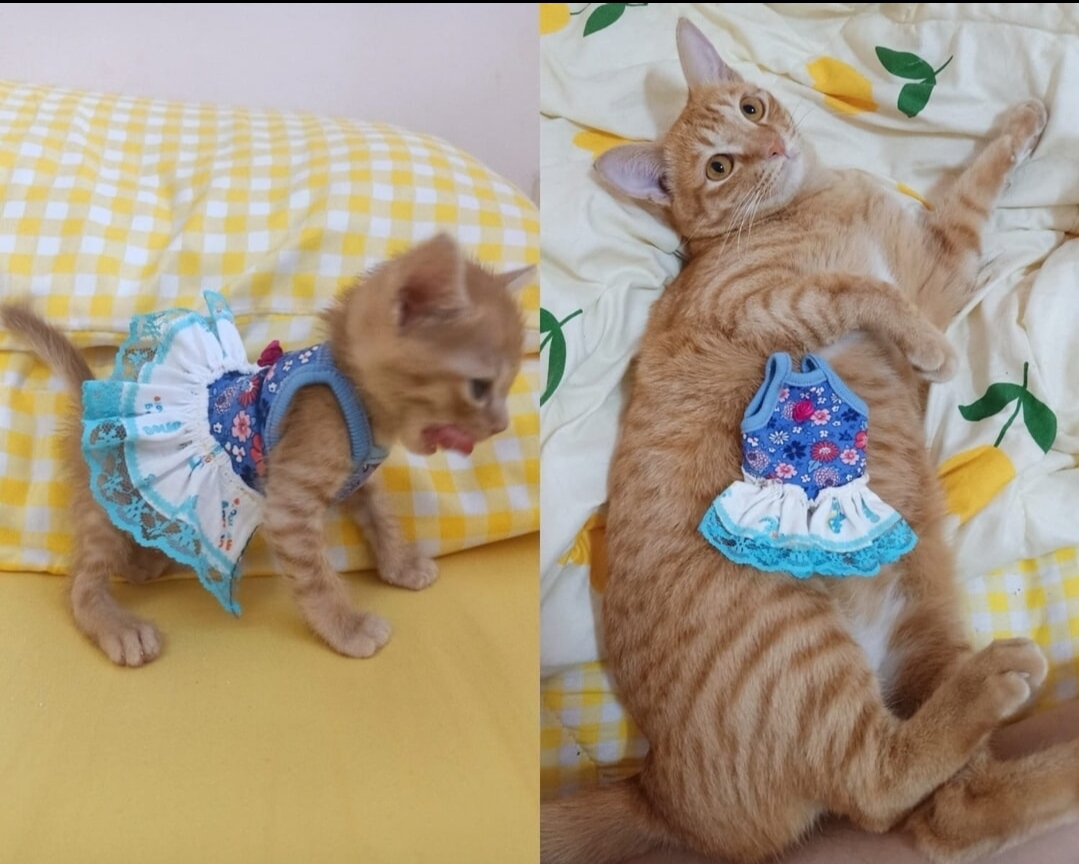 Catsillyness's tweet image. she grew