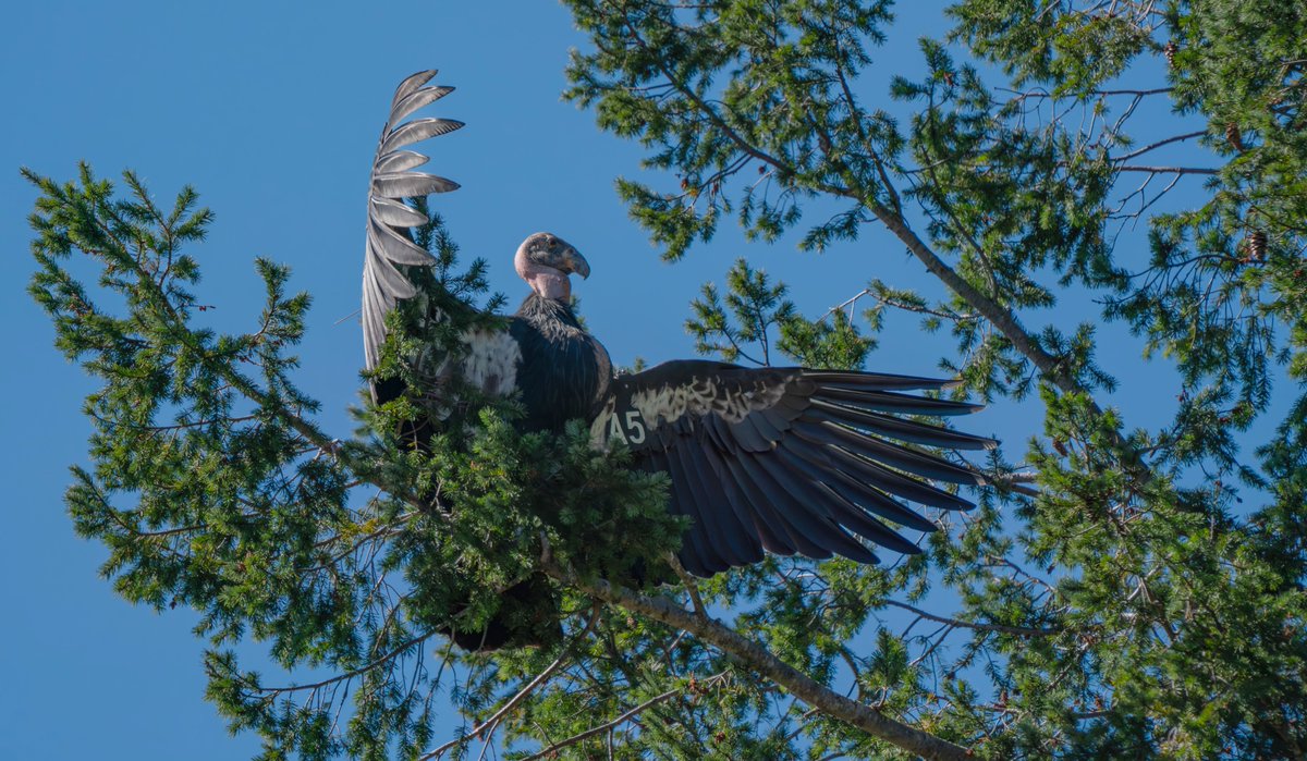 Please consider supporting the recovery of the imperiled California condor in the Pacific Northwest. 25 condors are on the path to a self-sustaining population. Funds raised go directly to management of the NCCRP condors. To donate, please visit
tinyurl.com/yne5b3a6