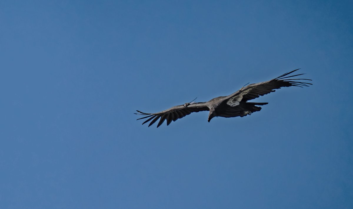 Yurok Tribe tweet media