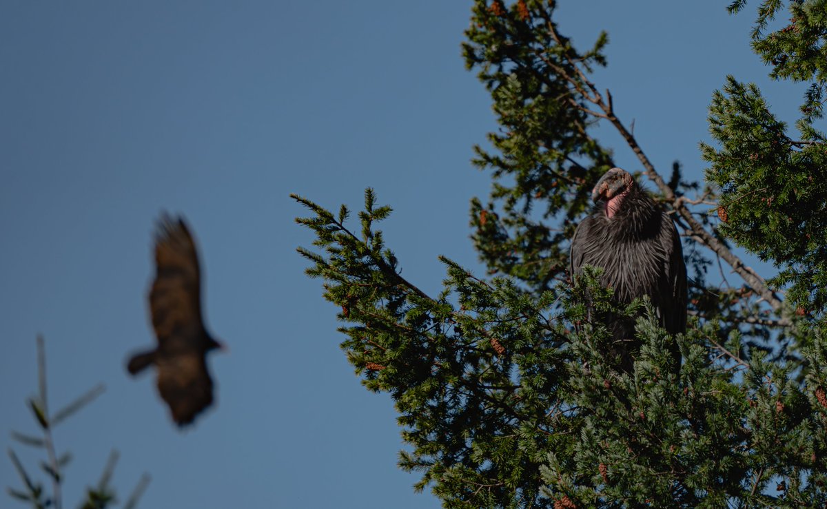 Yurok Tribe tweet media