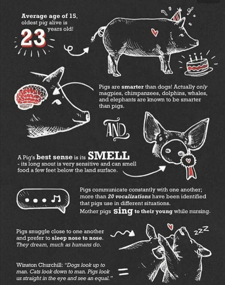 herbivore_club's tweet photo. Next time someone calls you a 'pig', take it as a compliment! 🐖 https://t.co/hp2lyFKPYZ