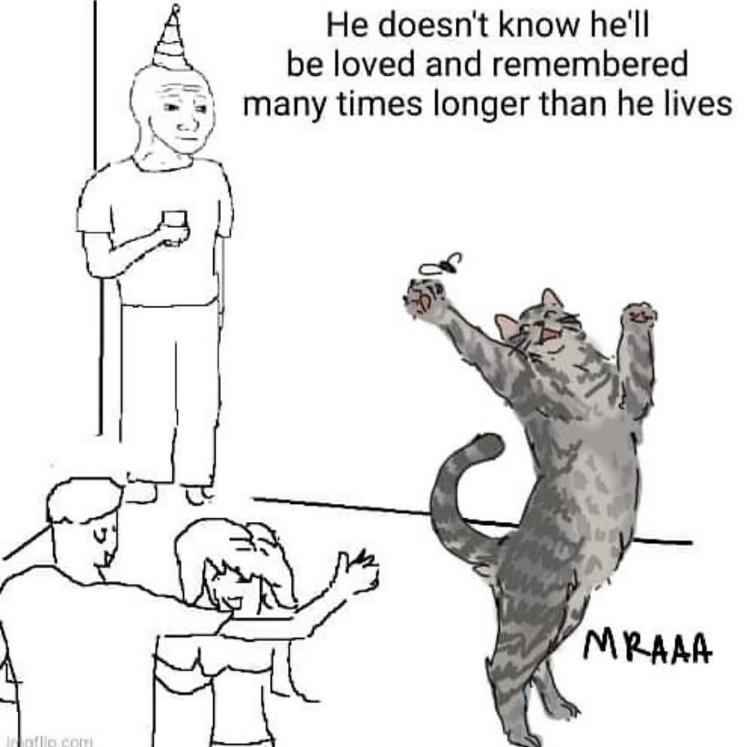 smol silly cat (@catsillyness) on Twitter photo 