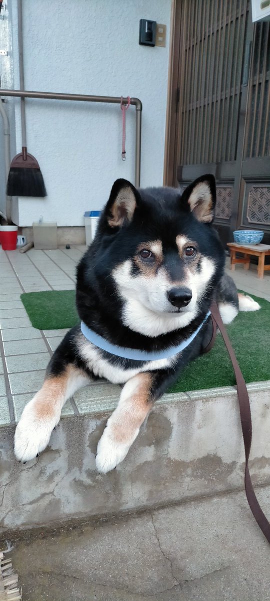 まめたろう様　ベッド マイナス4℃でも動かないねえ 火曜日だしねえ