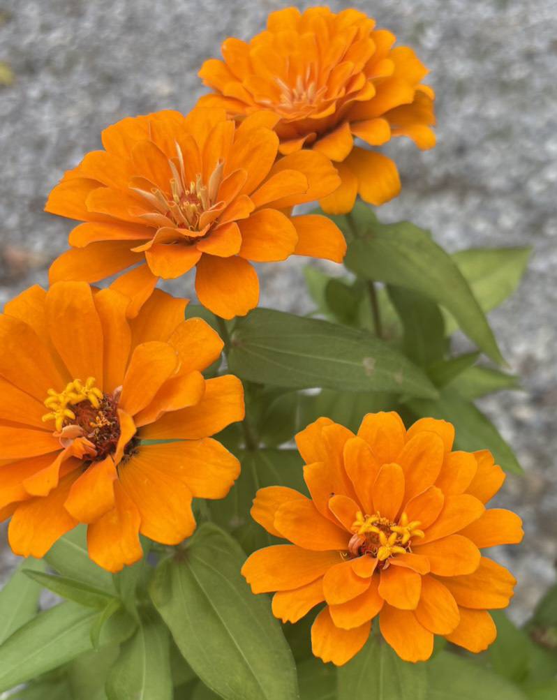 プー (@carp_mon33) / Posts / X