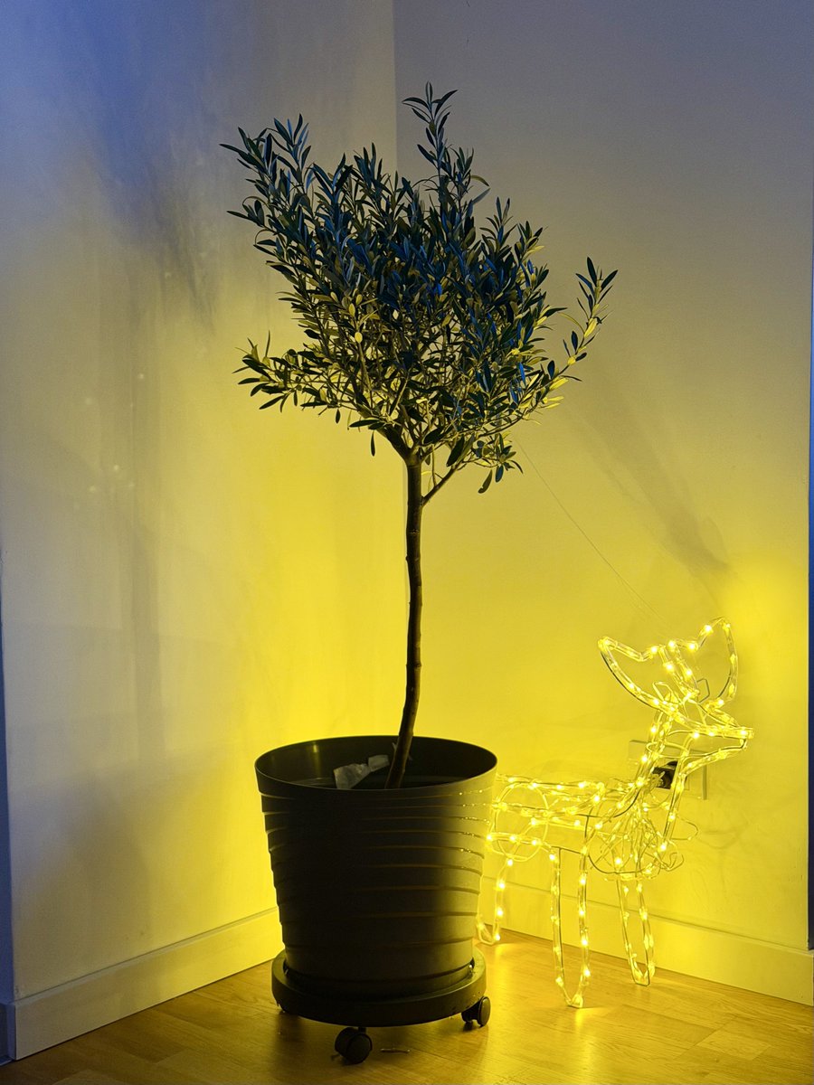 В связи с холодной погодой занесли мистера Оливия в комнату с балкона. Зимует с оленем теперь.