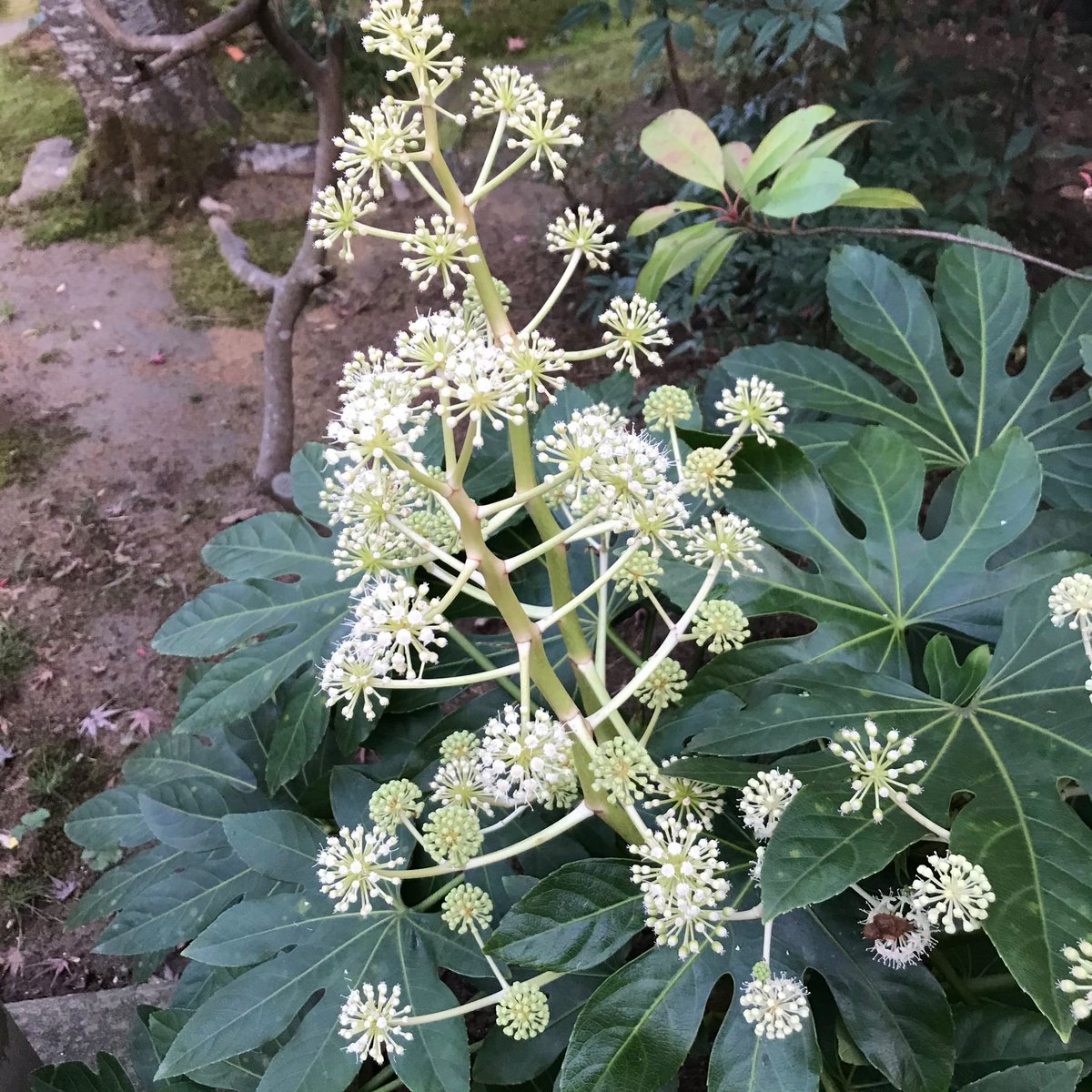 鈴。幸運を招くしるしとも。数年前に骨董屋の店先に金色の鈴が置いて