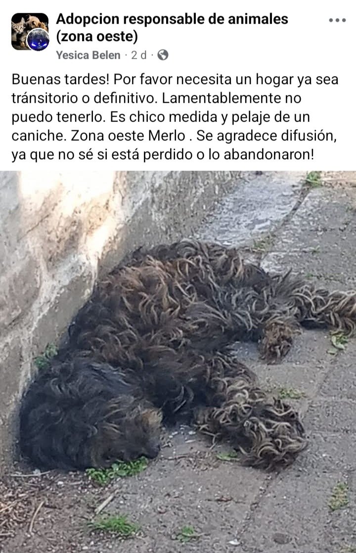 Perros de Merlo (@perrosdemerlo) on Twitter photo 