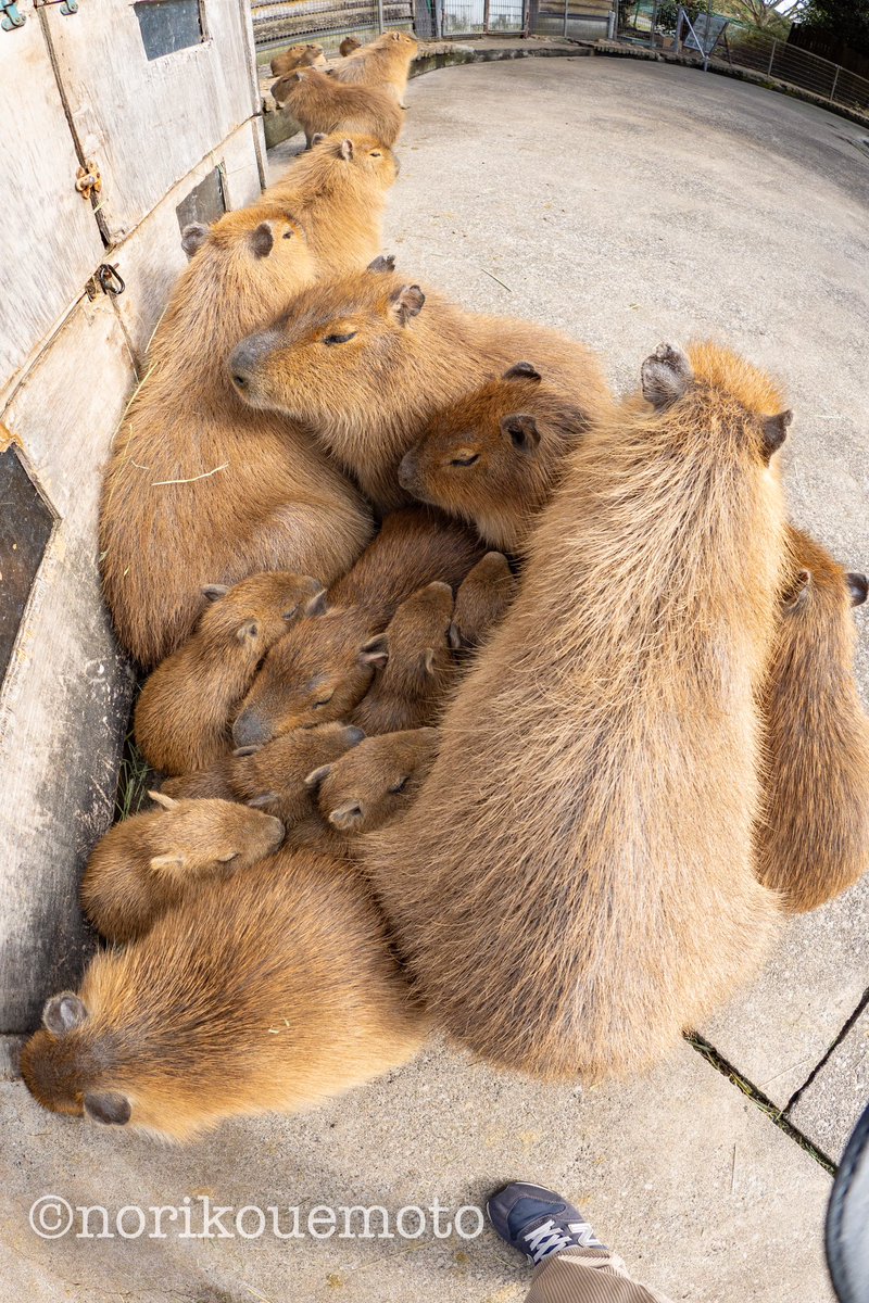 のりぴ tweet media