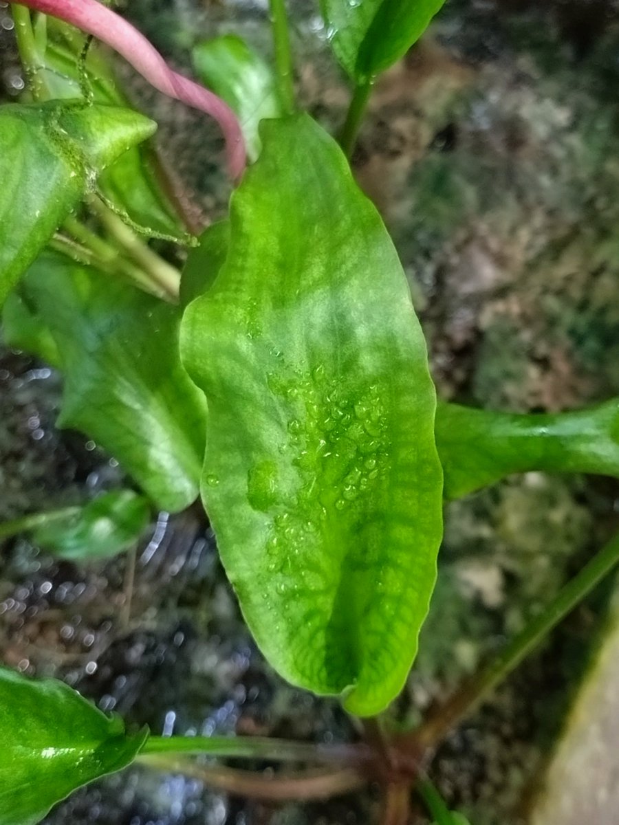 Cryptocoryne joshanii Basilan island Philippines 咲いてた。 でも